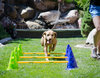 FitPAWS® CanineGym® Dog Agility Kit